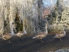 Winterwonderland-11